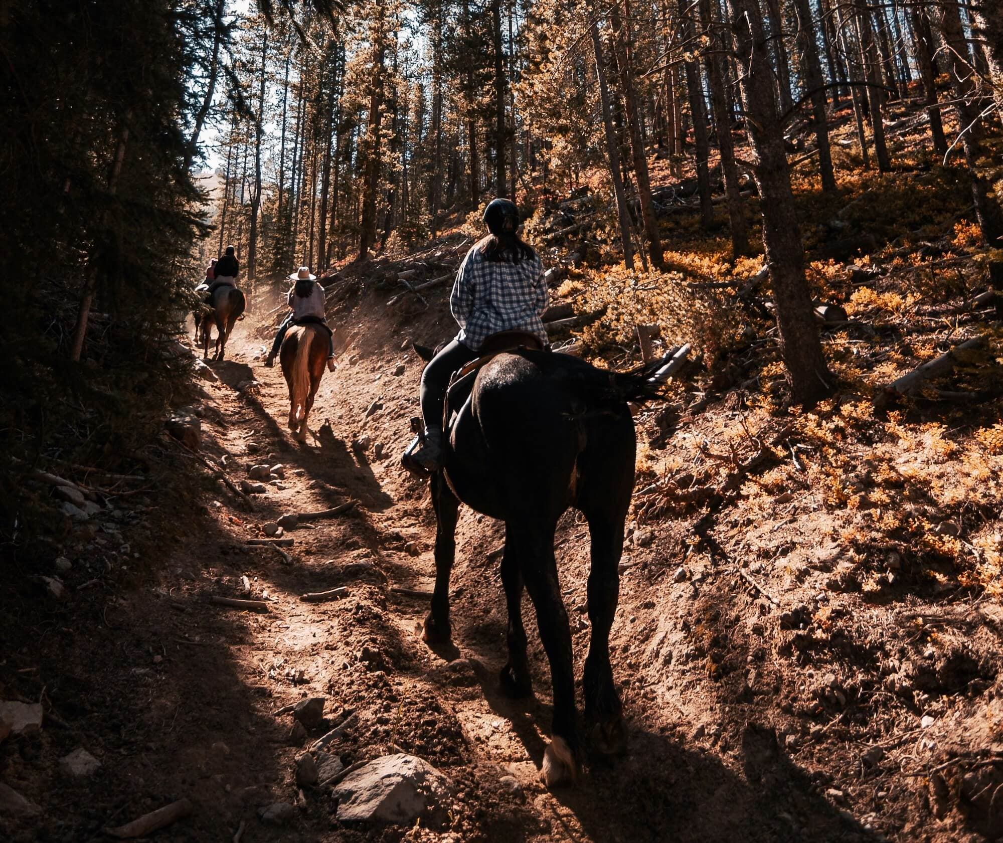 Riders on horseback through forest trail